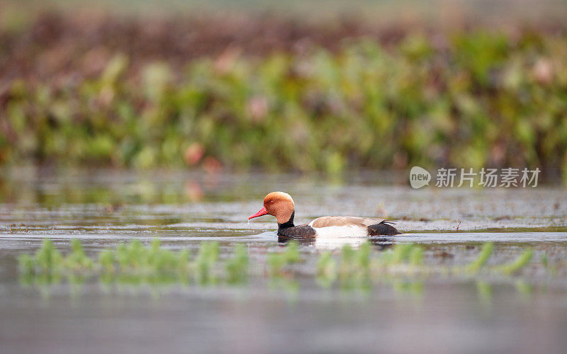 水鸟:成年雄性红冠潜鸭(Netta rufina)。